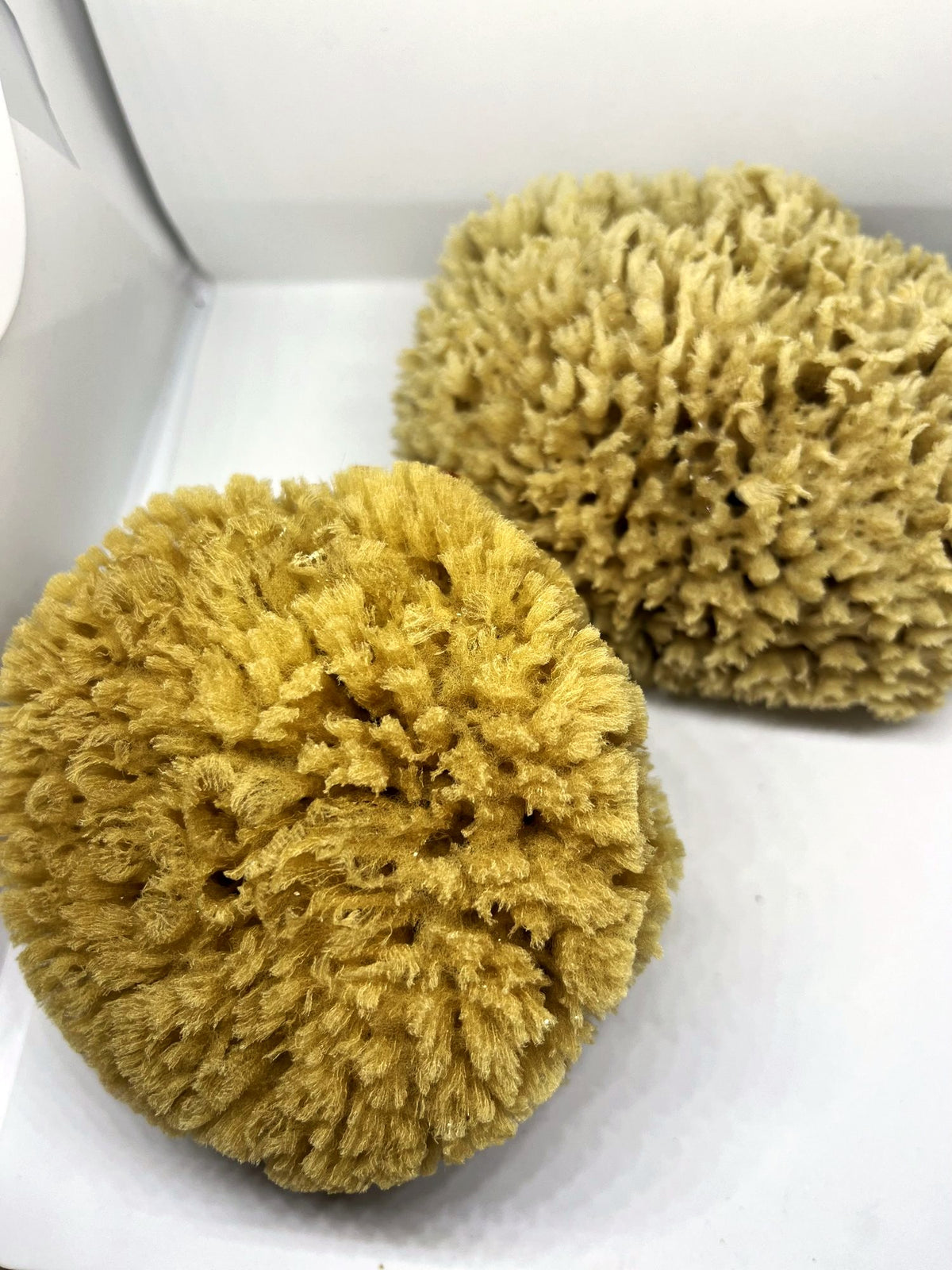 Two Bahamian grass sea sponges side by side