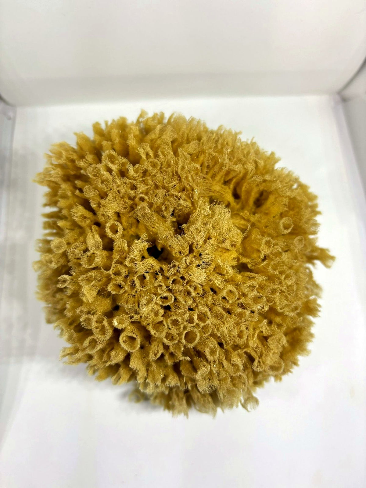 Close-up of the texture of a natural grass sea sponge