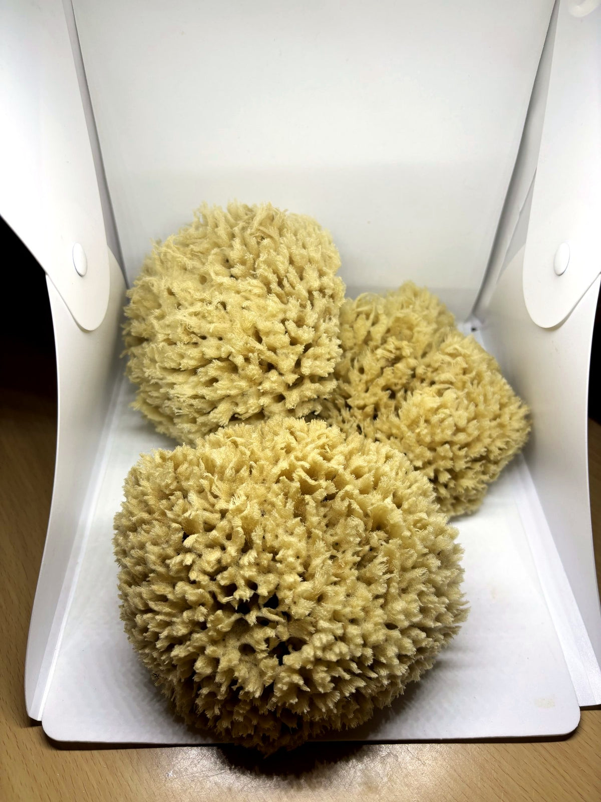 Natural sea sponges in different sizes