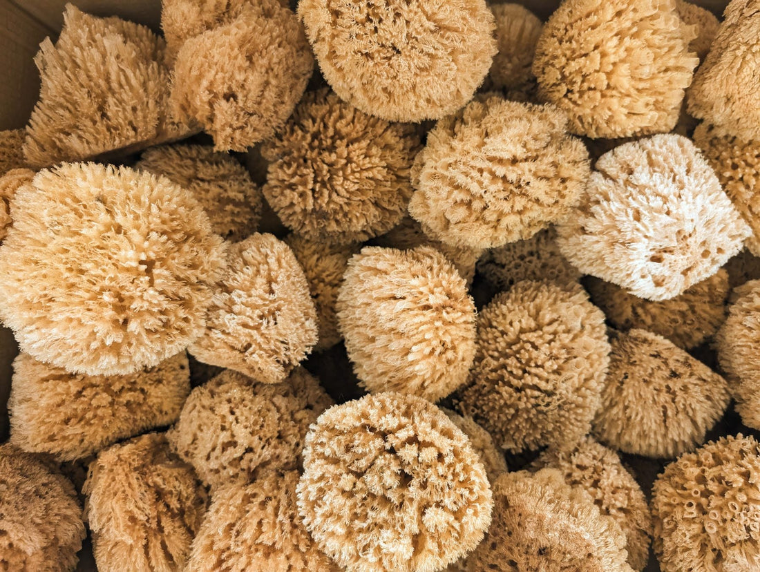 Sea sponge vs loofah: what's the difference, and which should you use?