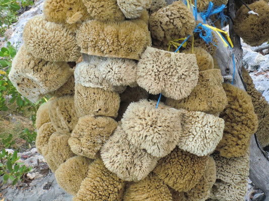 How long does a sea sponge last? (And how to make it last longer)