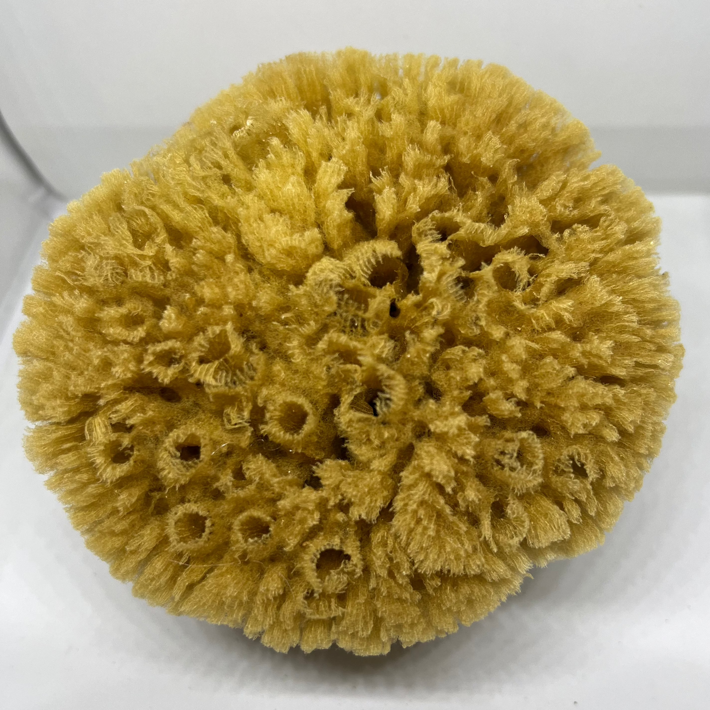 Natural Bahamian Sea Sponge