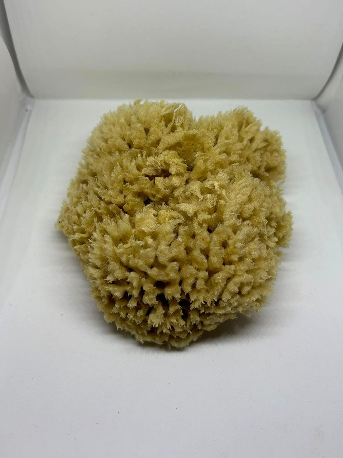 The Daily Sponge, a small natural sea sponge, 8–10cm