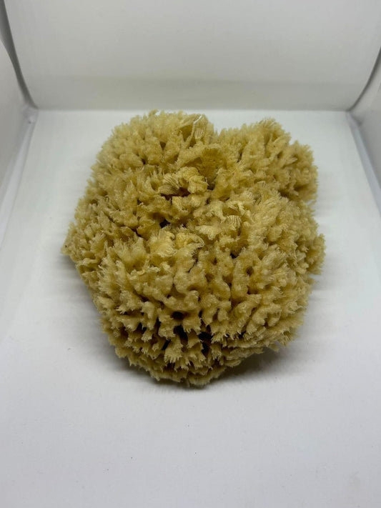The Daily Sponge, a small natural sea sponge, 8–10cm