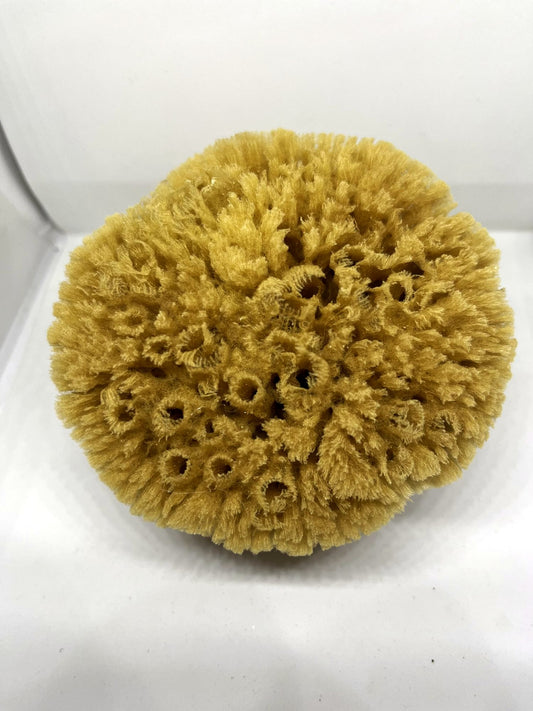 The Shower Sponge, a medium golden grass sea sponge