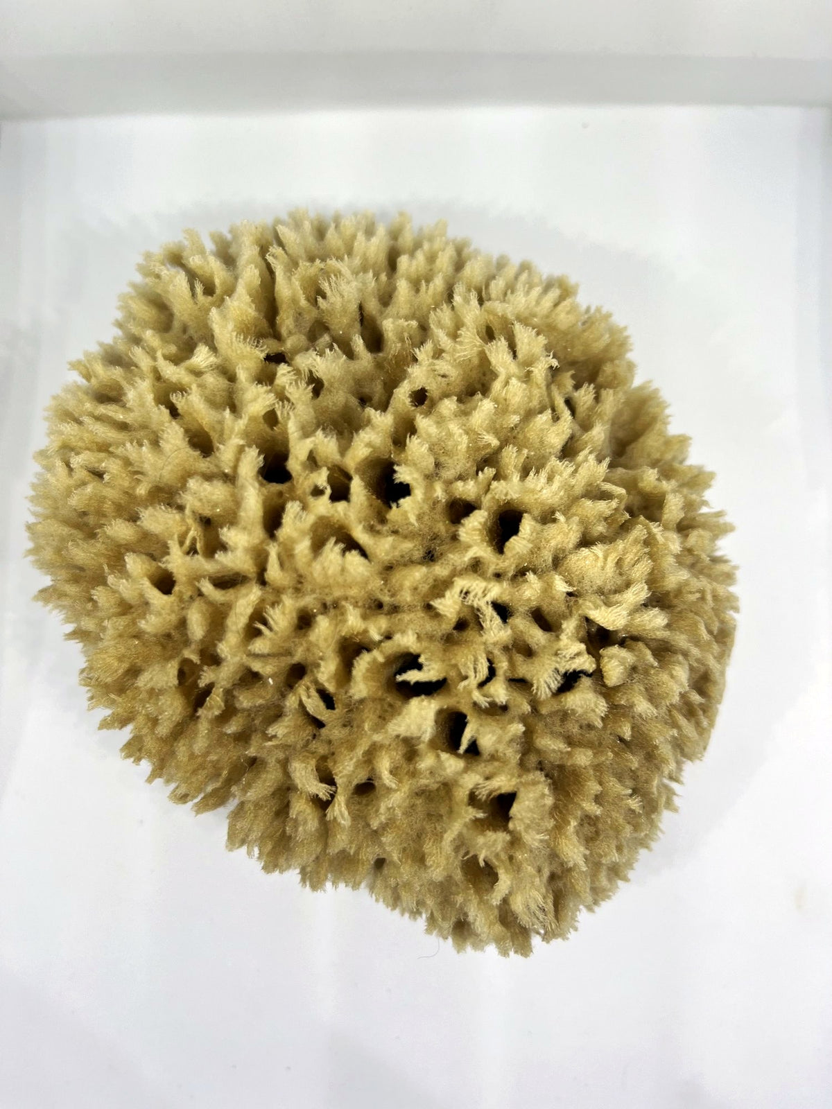 The Body & Bath Sponge, a large natural sea sponge
