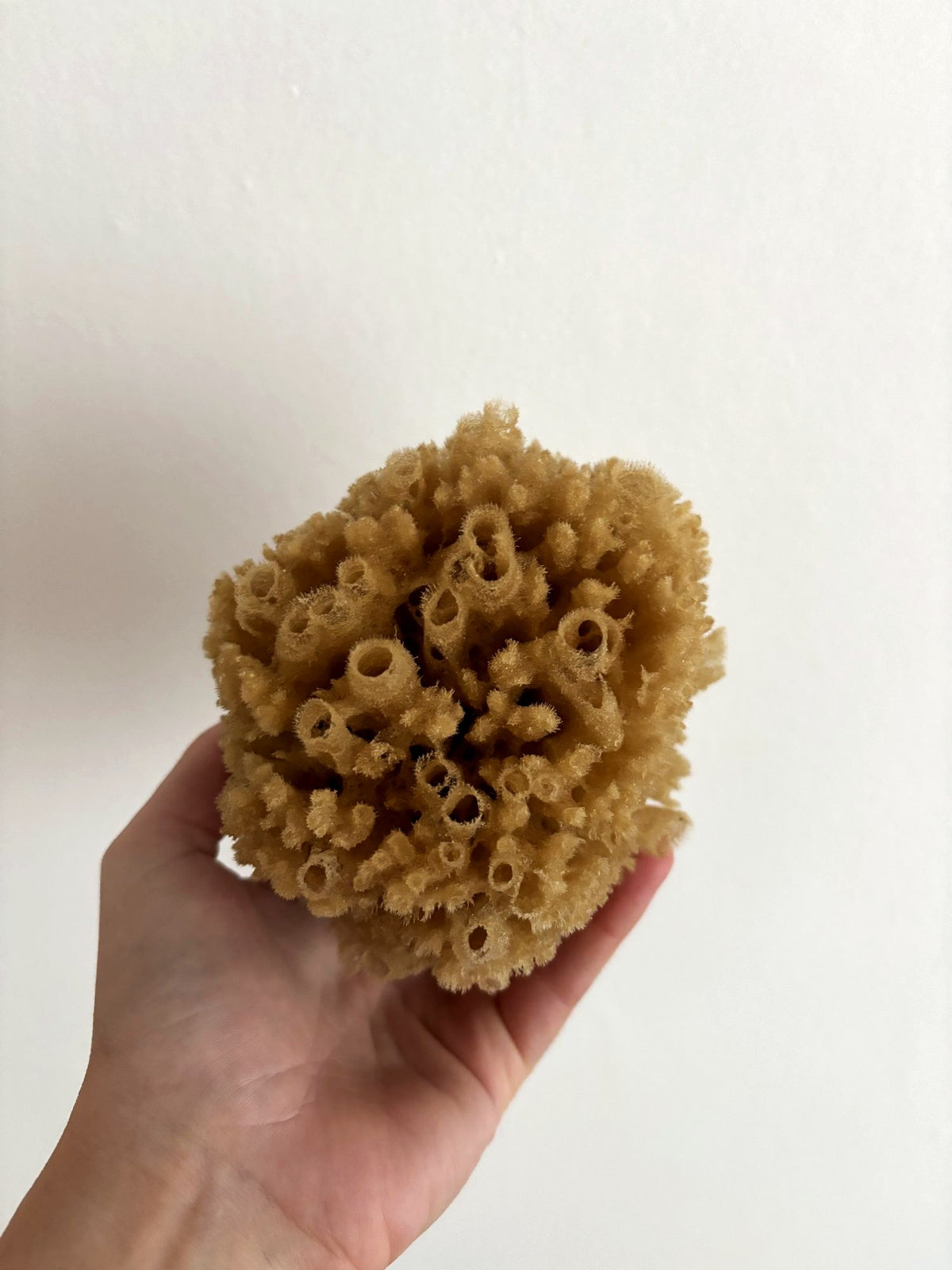 A small natural sea sponge held in the palm of a hand
