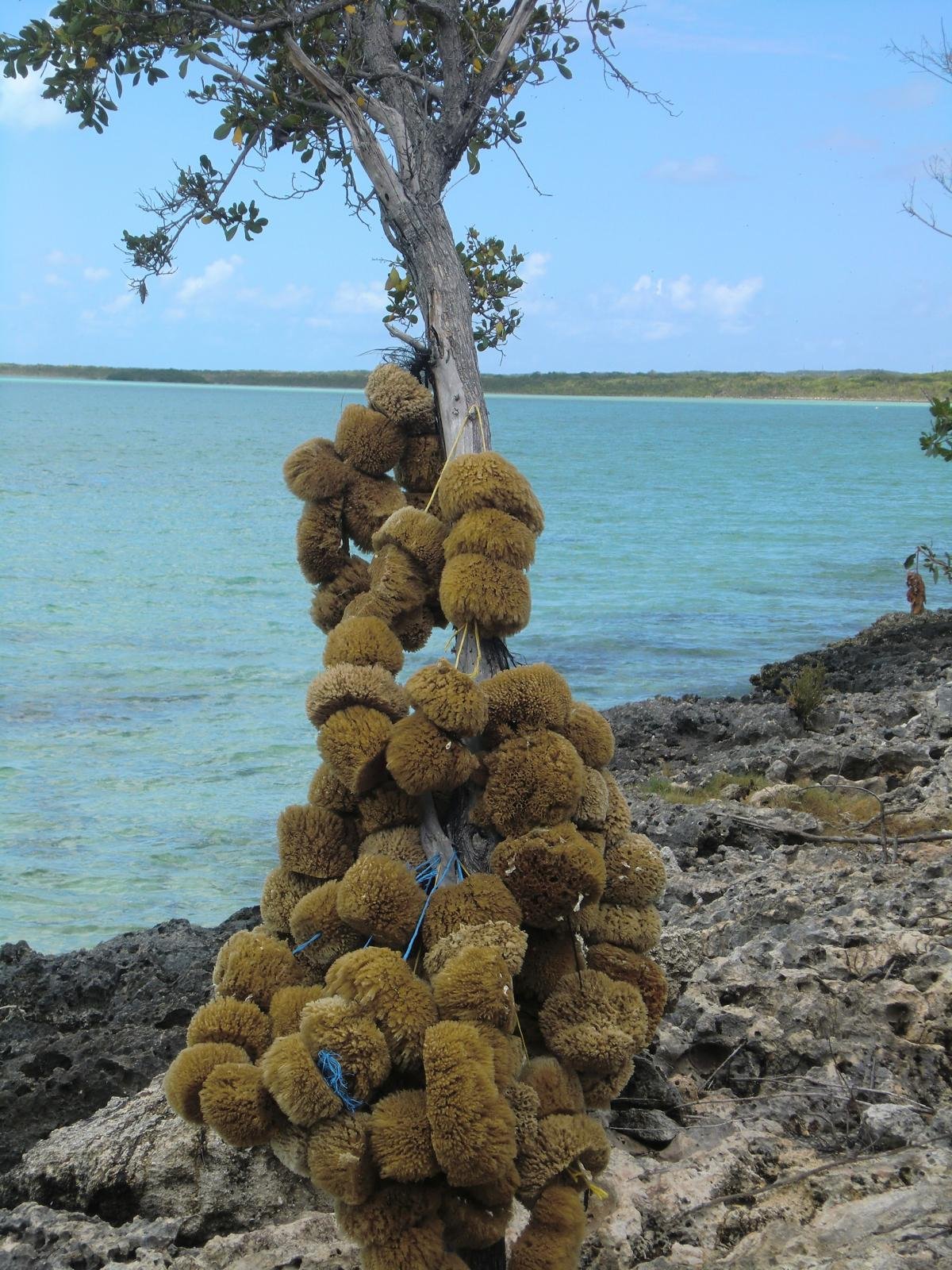 Sea sponges hung on a tree to dry in the sun beside the sea on Long Island