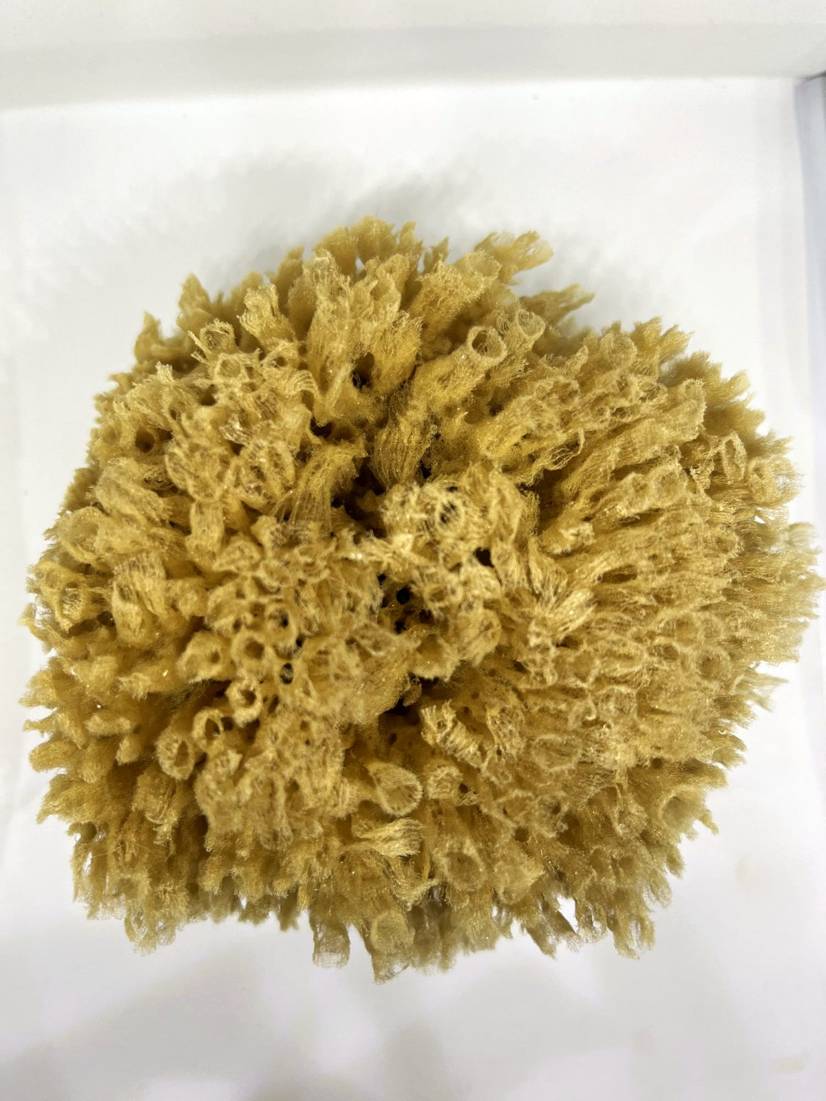 The Statement Sponge, an extra large natural sea sponge
